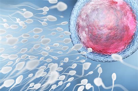 temps spermatozoide feconde ovule|Fécondation : combien de temps se produit